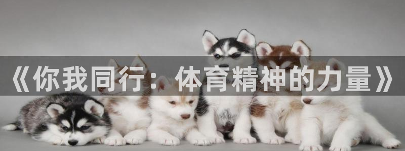 Vsport体育官方网站入口
